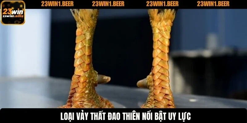 Loại vảy thất đao thiên nổi bật uy lực