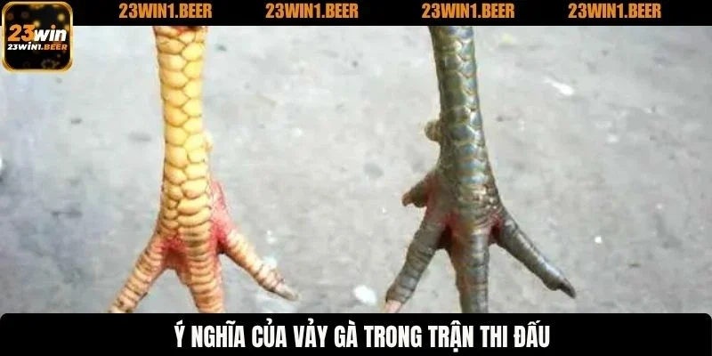 Ý nghĩa của vảy gà trong trận thi đấu